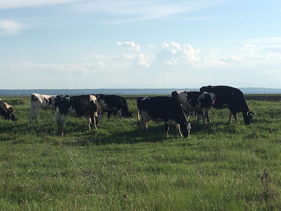 Vand ferma bovine 20 vaci