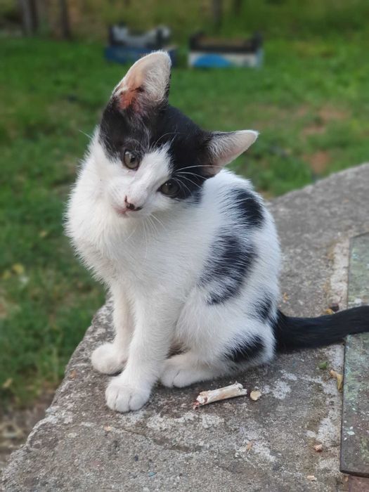 Подарявам котенца на два месеца.