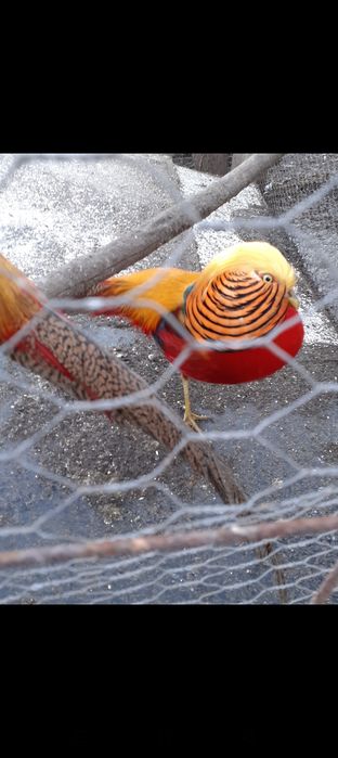 Cocoși tineret 2025