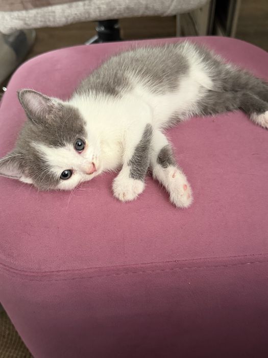 Отдам котят. Возраст 2 месяца