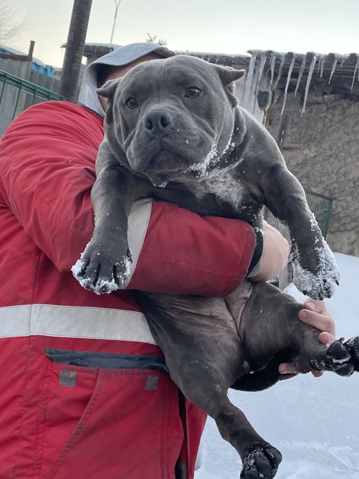 Щенки американский булли