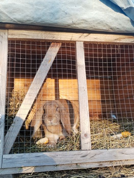 Vând două iepuroaice berbec german