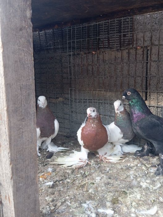 Продам голубей капканов