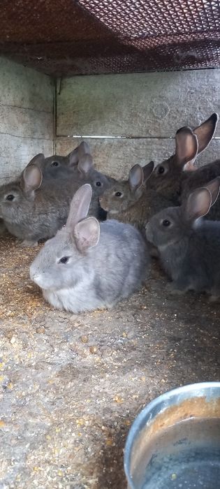 Disponibili iepuri mici și mari