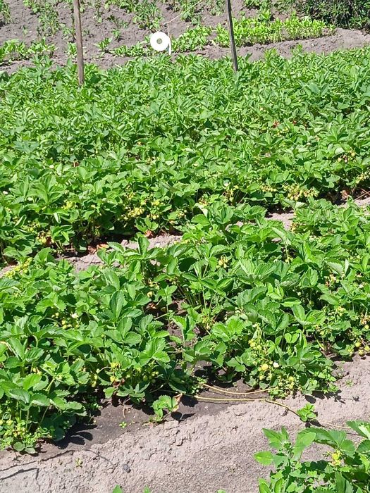 Продам дачный участок СТ Веснянка