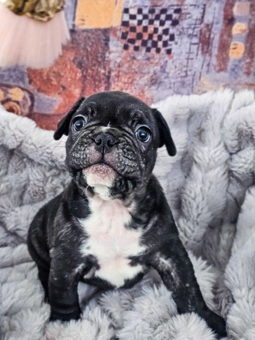 Căței Bulldog Francez  crescuți cu grijă, sănătoși și foarte jucausi