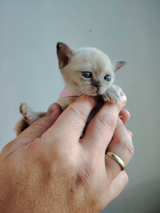 Европейская бурма