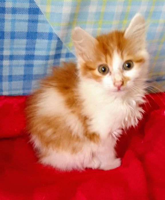 Котёнок мальчик в добрые руки