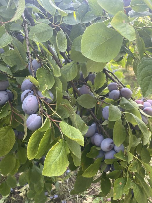 Prune gata culese