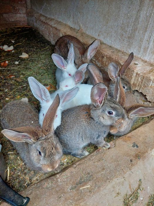 Vând iepurași Urias German