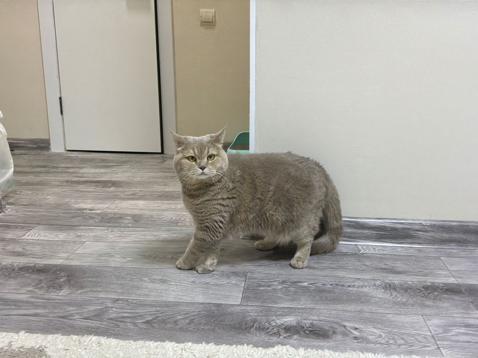 Кошка шотландская прямоухая