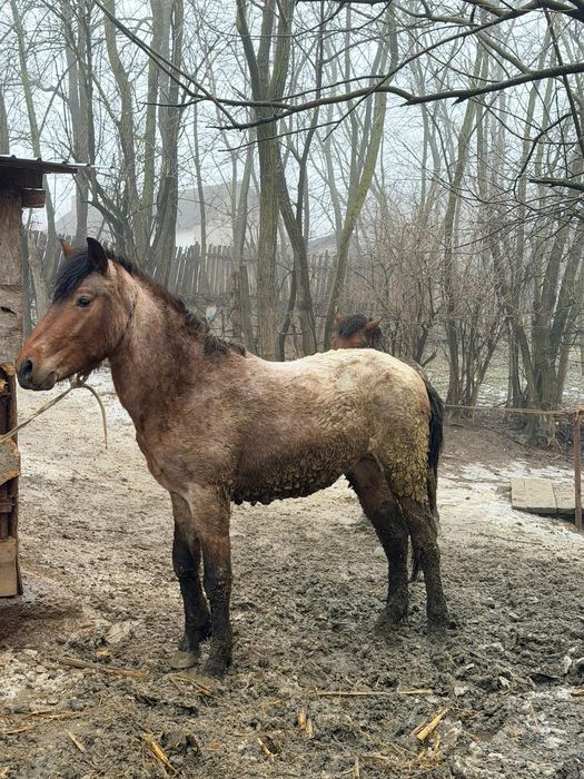 Vând doi mânji harmasari