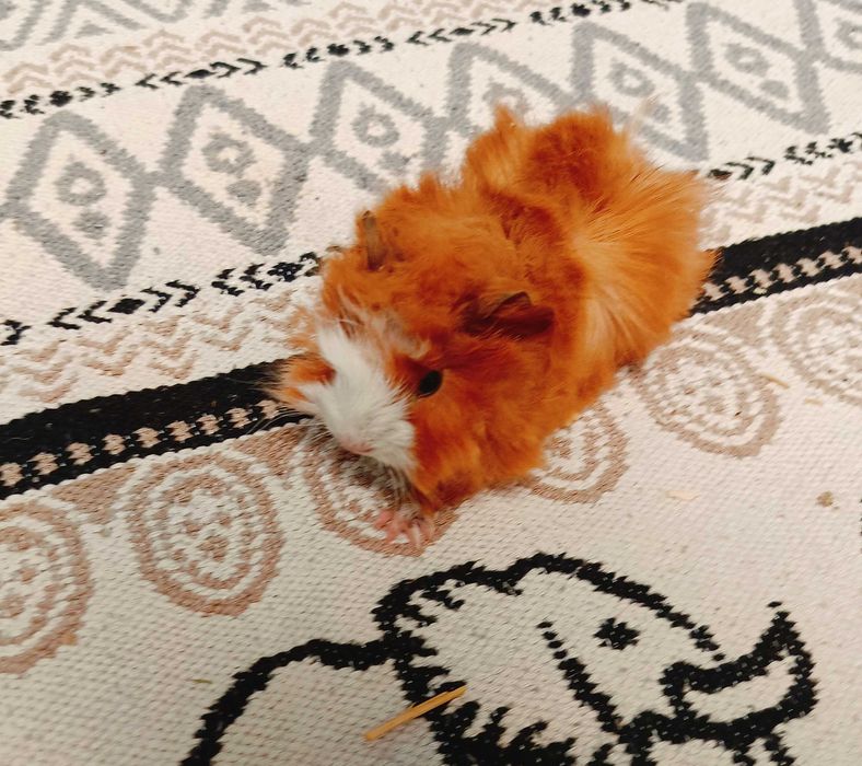 Морски свинчета,  1 месец.