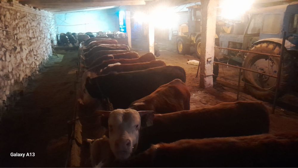 Откормленные бычки и телочки