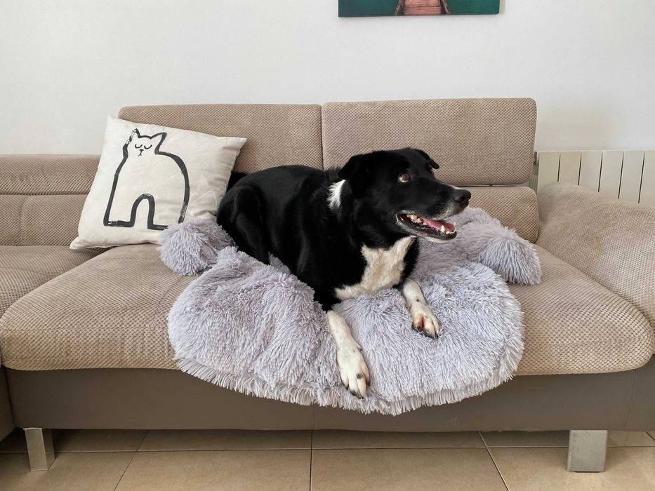 Топло легло Протектор за диван * Пухкаво и успокояващо място за кучета