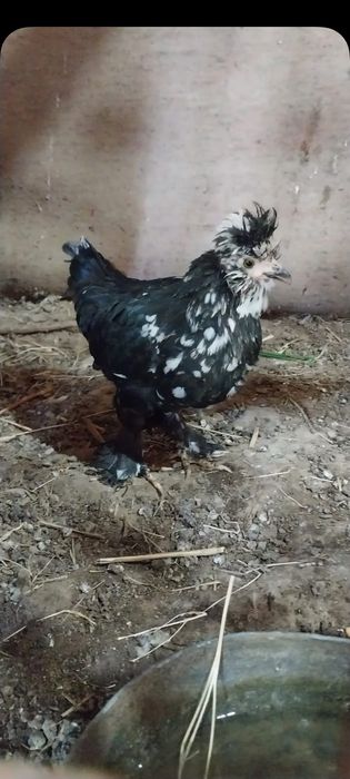 Японский тауык кораздар