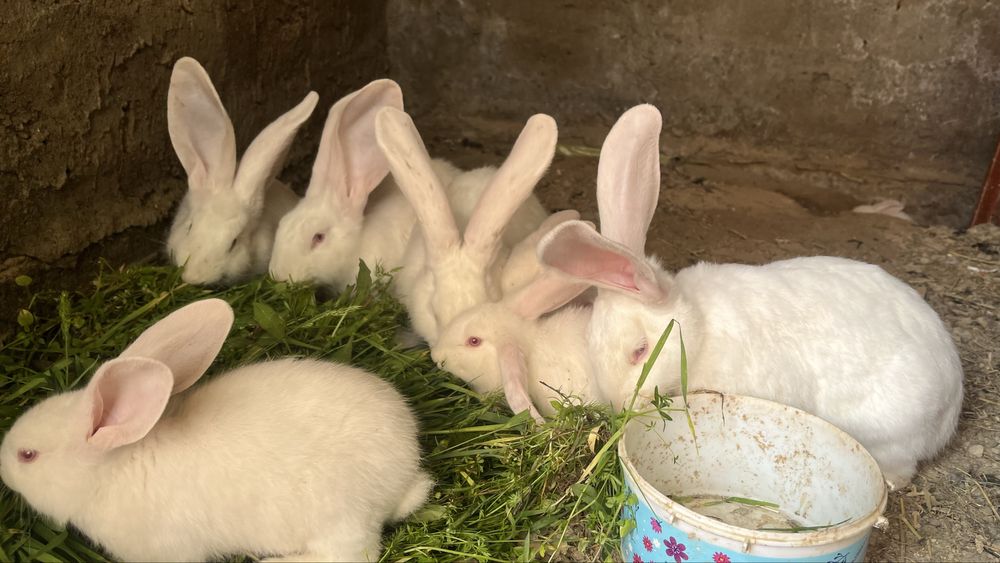 Кролики крол қоян