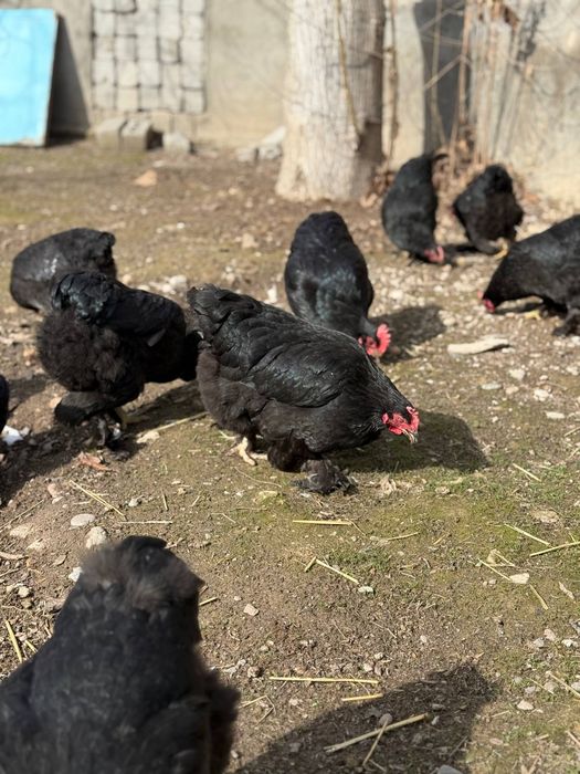 Jaydari tovuqlar sotilafi