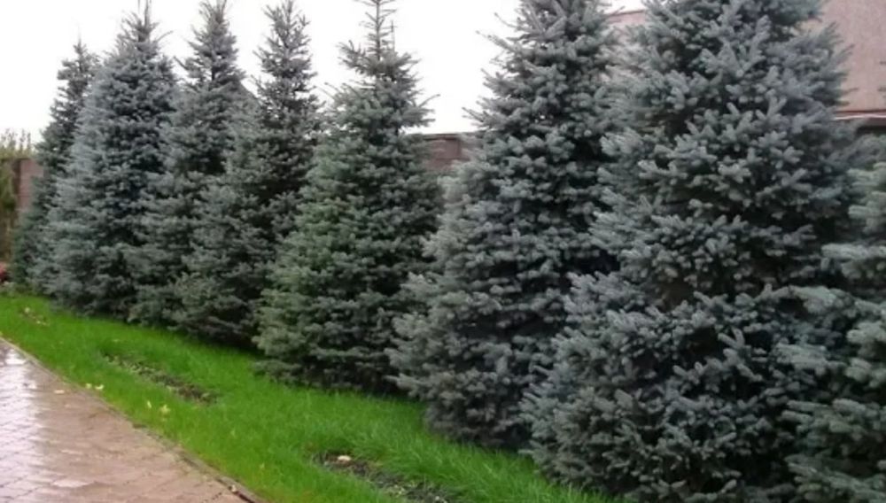 Ель сосна газон тополь