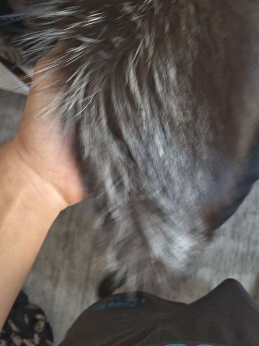 шуба чернобурка ориг