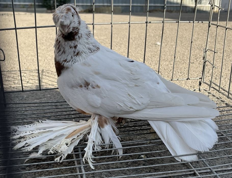 Продам красно рябого голубя