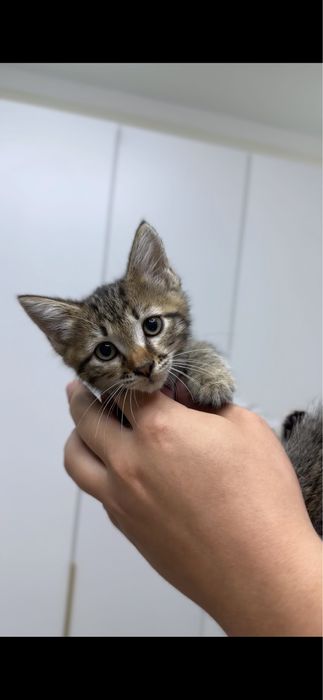 Котята бесплатно