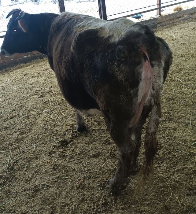 Крупно богатый скот.Корова