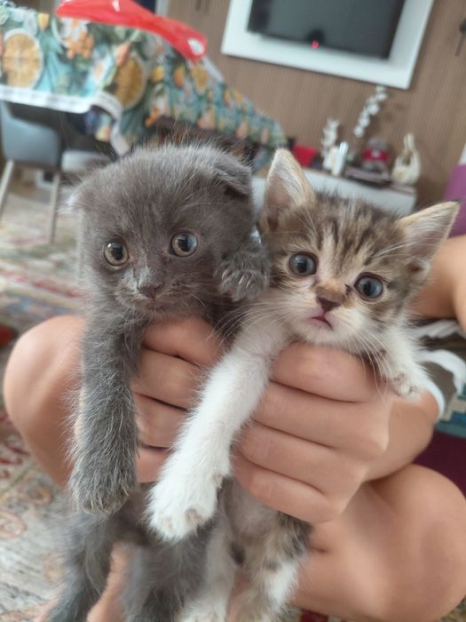Котята породистые