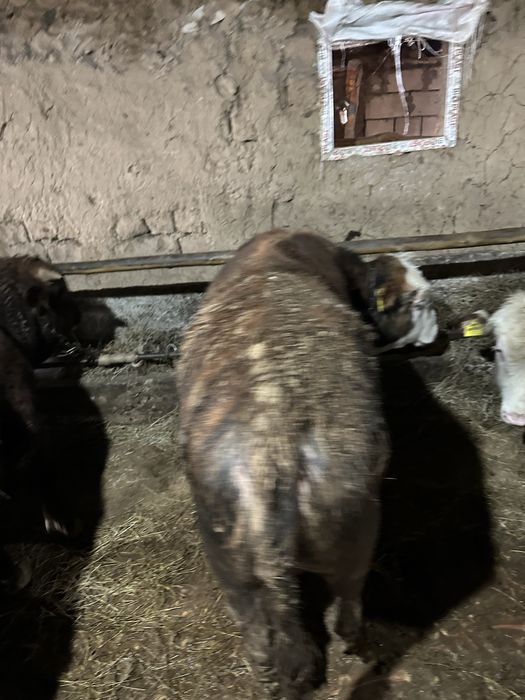 Продам бычков на доращивание