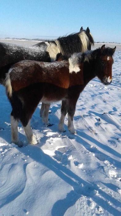 Продам Жеребчика