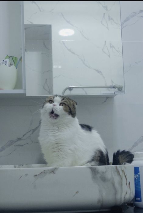 Кот Феофан Петрович