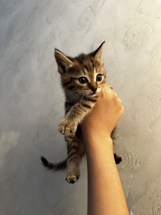 Котята ,3 мальчика 1 девочка , ходят в латок