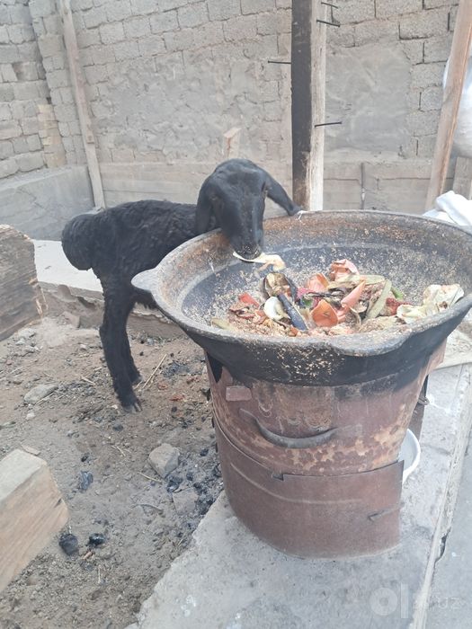 Qochqorcha sotiladi !