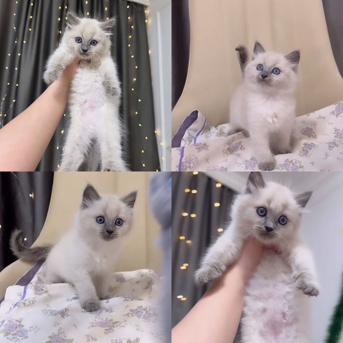 Шотландские котята колор поинт