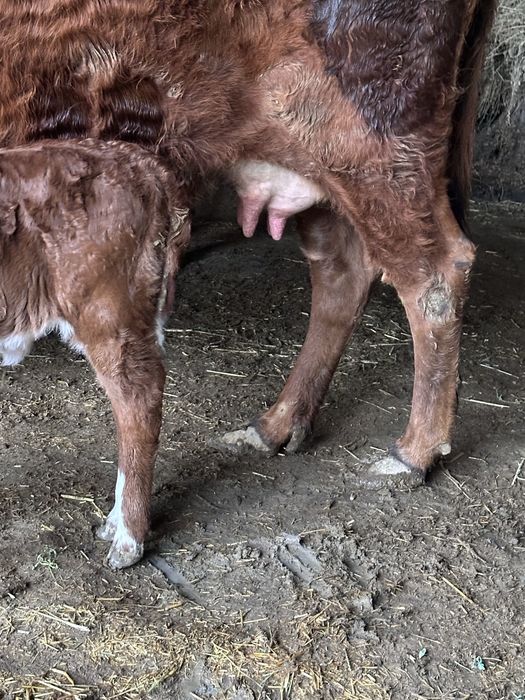 Ona bola sigir sotiladi bolasa qischa