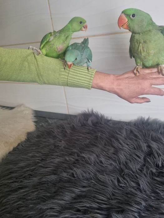 Puiutii de papagali vorbitor micul și marele Alexander