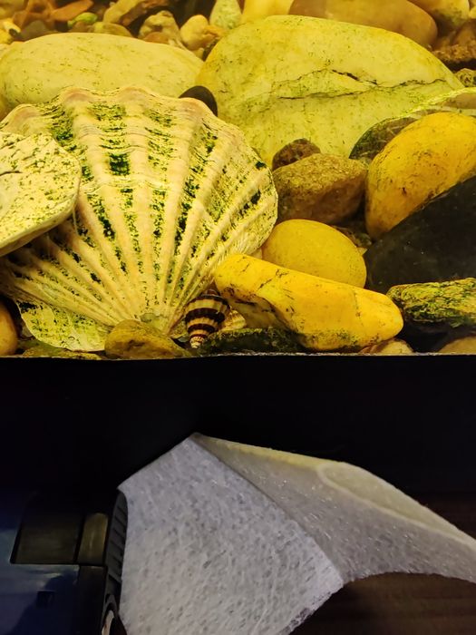 Продам Хелены улитки