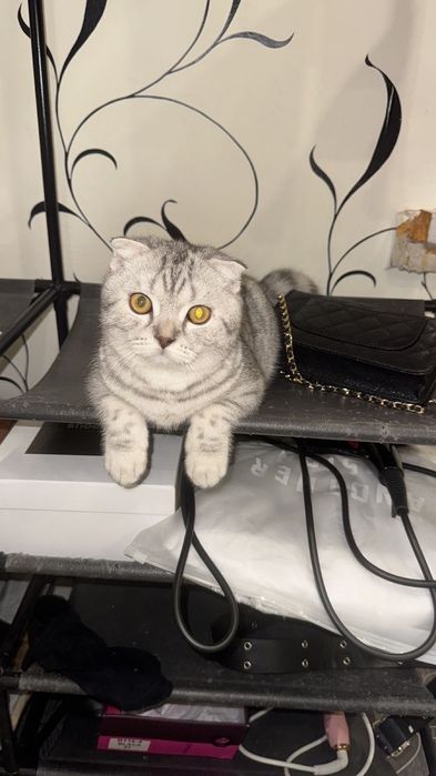 Продам Шотландского вислоухого кота