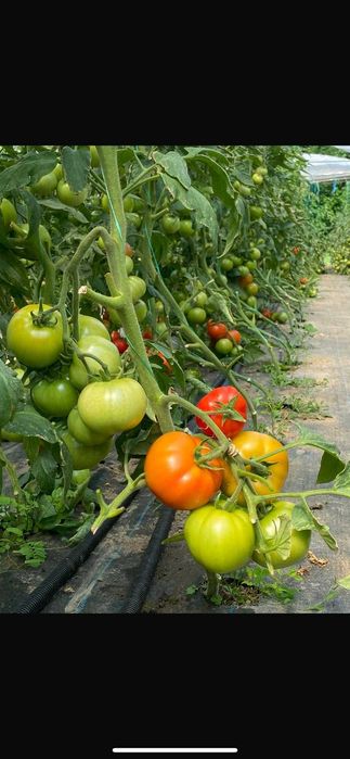 Răsaduri de legume direct de la producător AXIUC