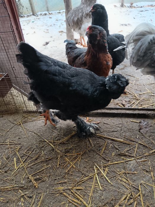 Pereche din rasa Strumki