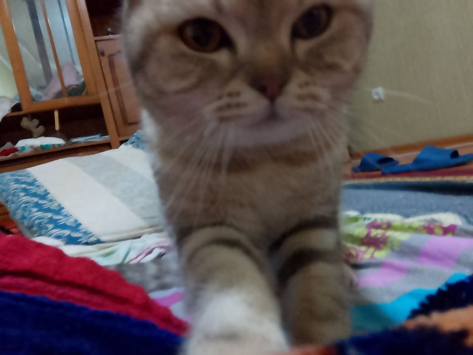 Кошка шатланский