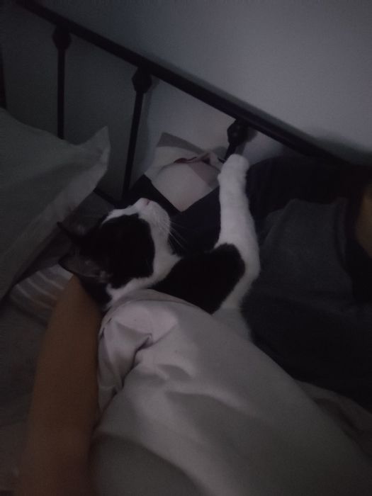 Adopție pereche pisici