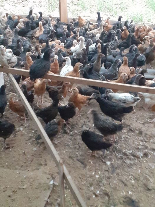 Жужалар сотилади