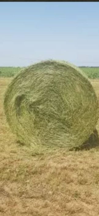 Baloti rotunzi de orz