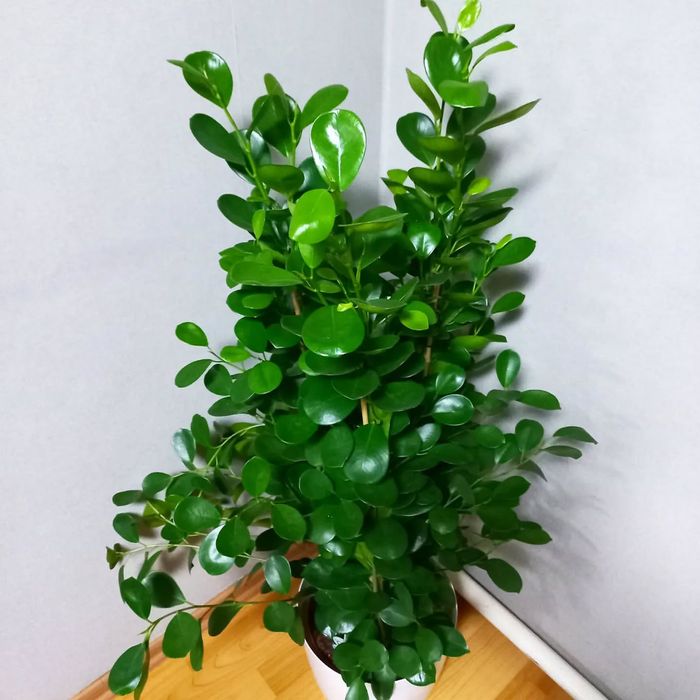 Фикусы, денежное дерево, хлорофитум, роза, сансевьера, герань, доллар