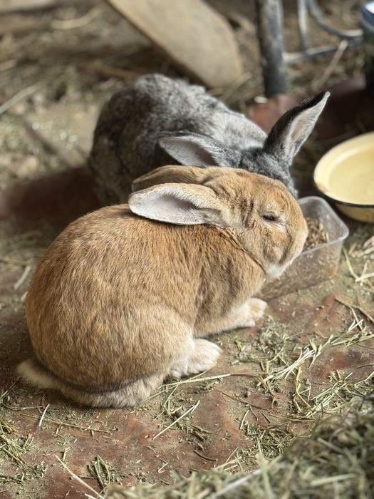 Zotli Quyon. Baran vs Flander