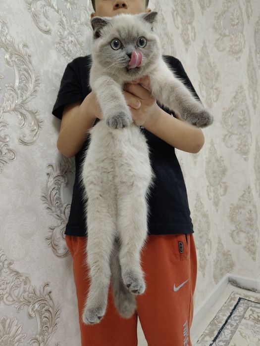 Shaffof külotli mushukcha