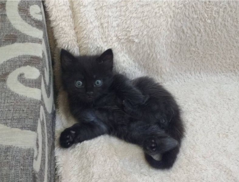 Котёнок отдаю в самые ответственные руки