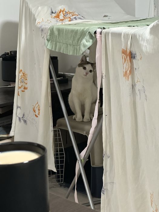 Отдаю в хорошие руки