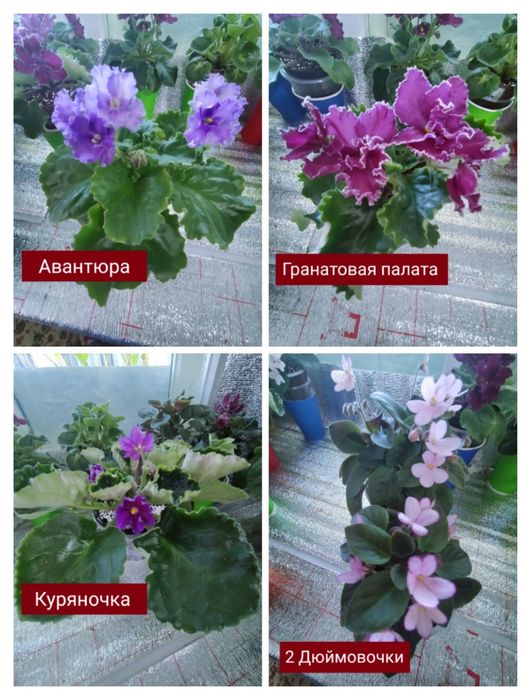 Фиалки! Фиалки! Фиалки!